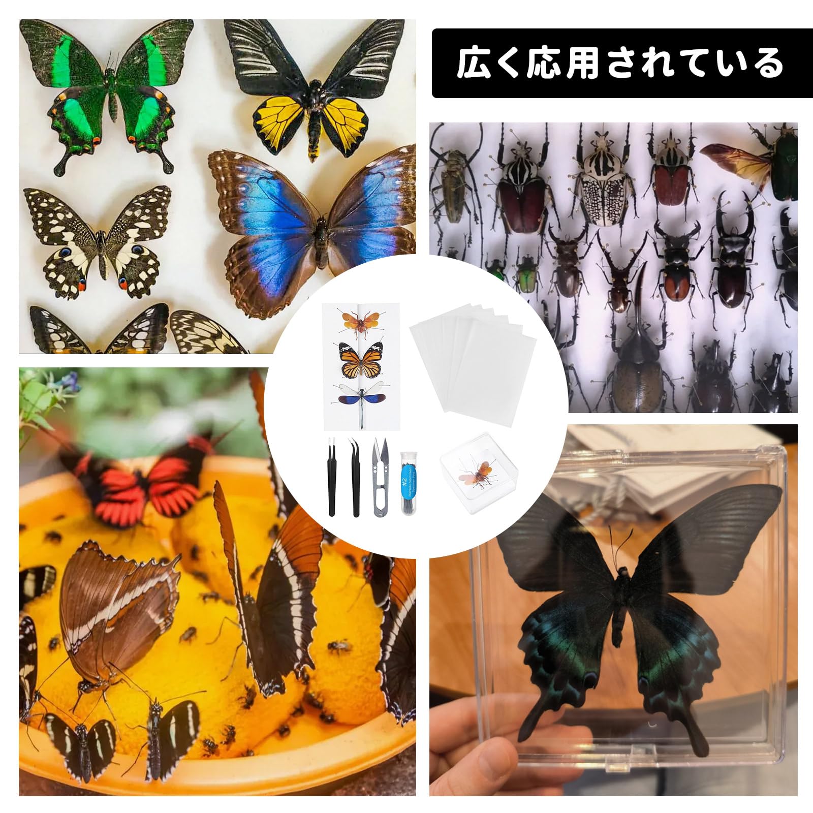 Amazon | TVETE 標本ツール 蝶 昆虫 標本キット 【7点セット】再利用