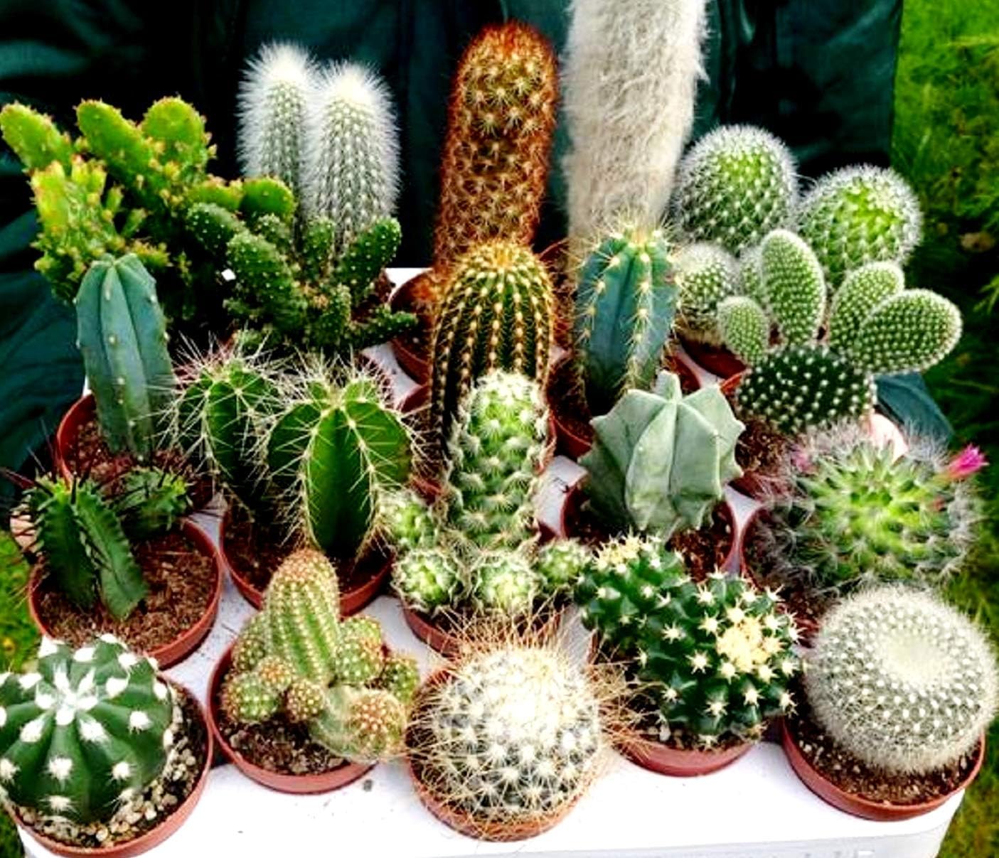 Cactus Seed Mix 50+ Assorted Cacti Seeds for Planting