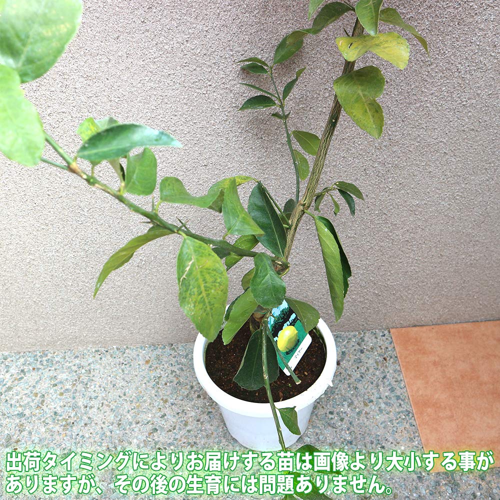 実付き！】稀少パキスタンレモン 実生苗 （長レモン）