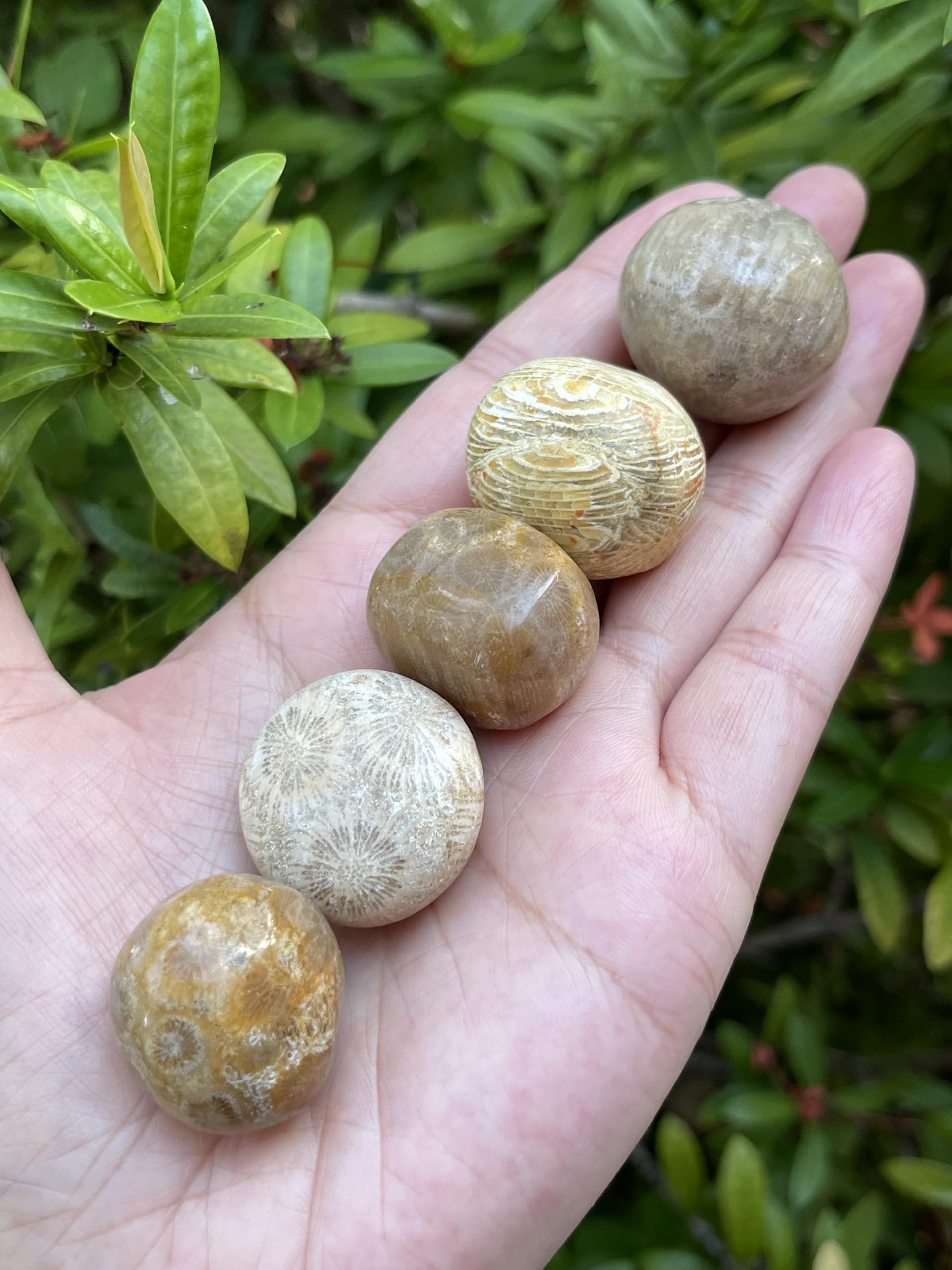 GAF TREASURES 5 Pcs Fossil Coral Tumbled Stones, Polished Natural Fossil Coral Gemstone, Fossil Coral Healing Crystals (Fossil Coral)