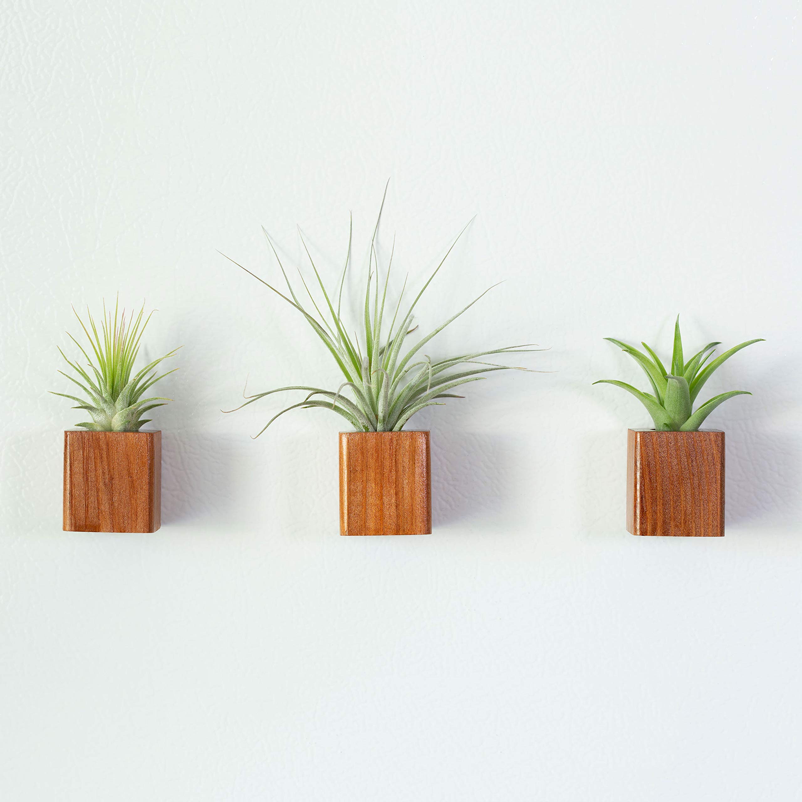 Set of 3 Redwood Air Plant Magnets, For Refrigerator, Home and Office, Magnet Boards, Home Decor, Friends and Family Gifts, Housewarming Gifts, Unique Plants, Christmas Gift