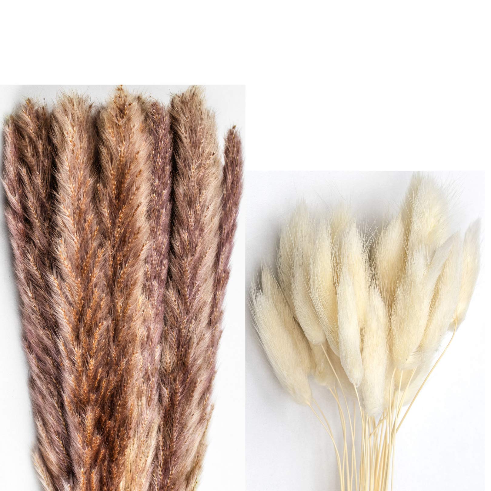 61cm Total 60 pcs Pampas Grass 30 Pcs & Free Bunny Tails Dried