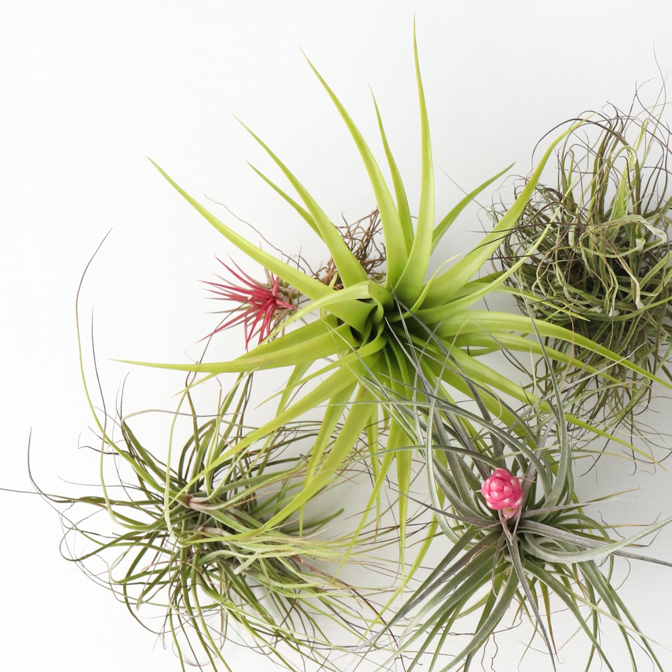 Plant in a Box - Tillandsien Pflanzen mix - 24er Mix - Luftpflanzen echt - Tillandsia - Höhe 5-15cm