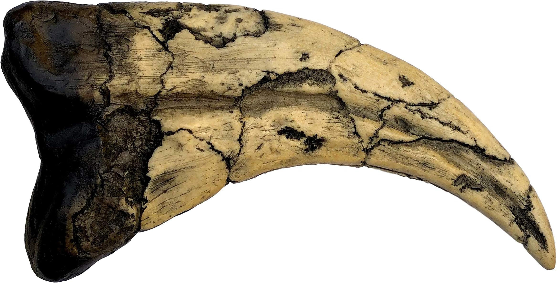 Utahraptor Dinosaur Claw Replica - 7" - Museum Quality Cast Fossil Specimen