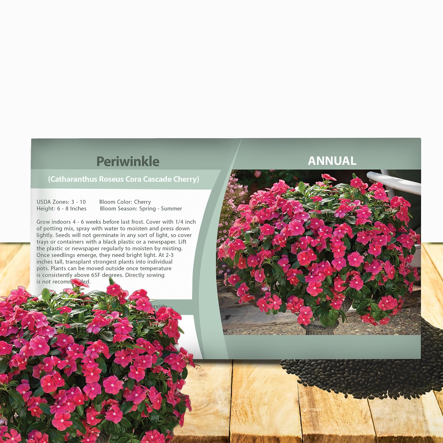 Amazon.com : Outsidepride Cora Cascade Cherry Periwinkle Seeds for