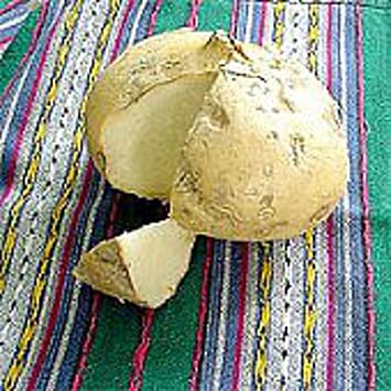 Jicama Seeds 20+ Seeds | Non GMO | Vegetable Fruit Herb Flower Seeds for Planting | Home Garden Greenhouse Pack