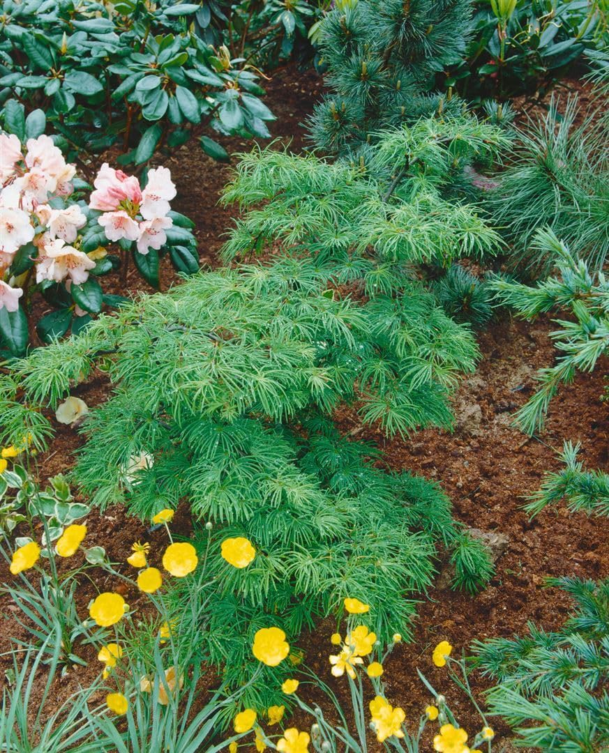 Goldlärche Pseudolarix amabilis 60-80 cm Bonsai winterhart