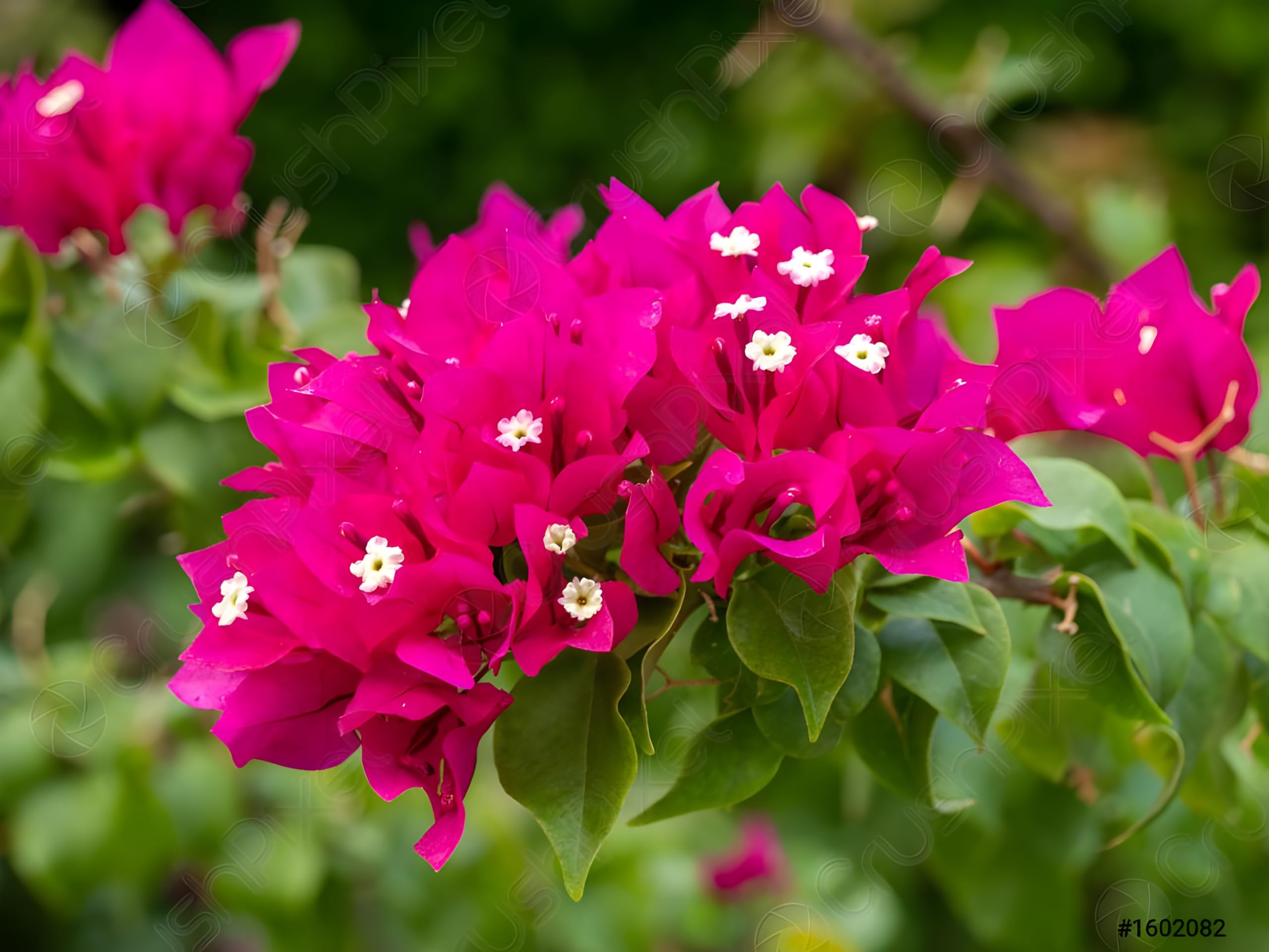 Pink Bougainvillea Live Plant - Stunning Bougainvillea Garden Plant for Sale - Outdoor Vine Plant with Vibrant Tropical Flowers(Original) (B0CSP9GSTS) Amazon Price History, Amazon Price Tracker