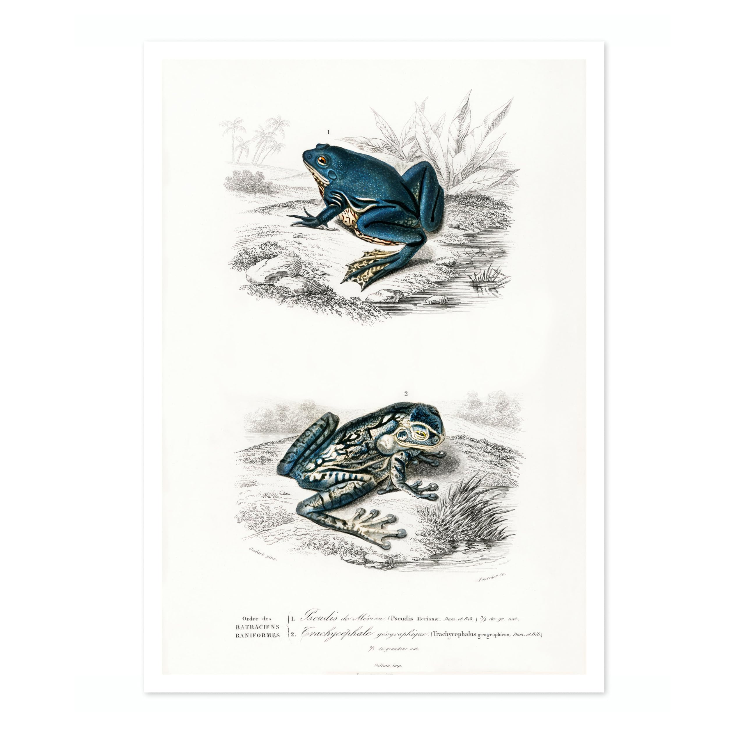 Animato Tree Frogs Charles Dessalines D'Orbigny Poster, Vintage Botanical Prints, Encyclopedia Retro Wall Art Home Decor, Archival Matte, A2 (Print Only) - 59.4x42cm — image 1