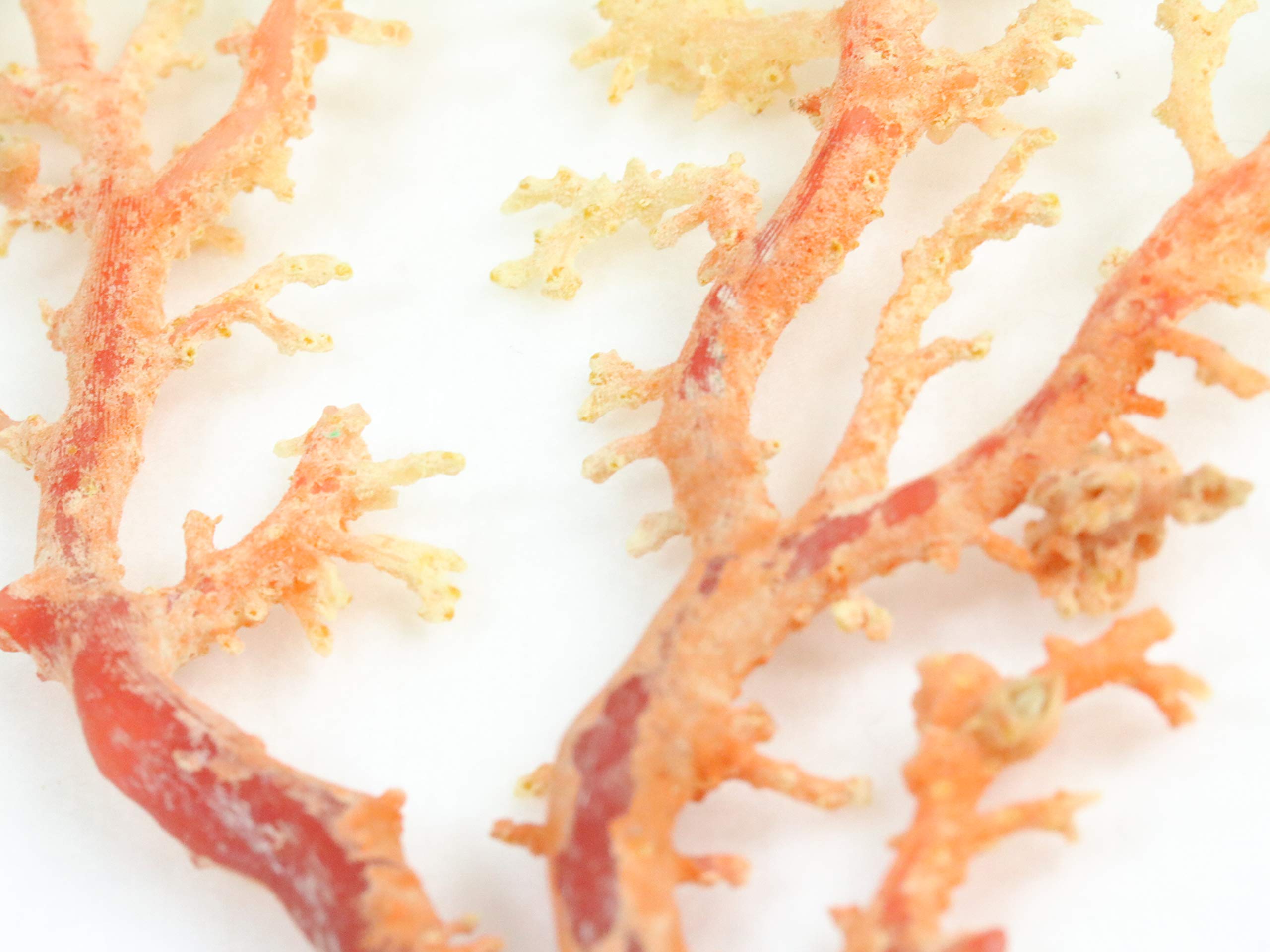 Amazon.co.jp: 日本産 高知県産 天然 珊瑚 赤珊瑚 サンゴ 原木 拝見 枝