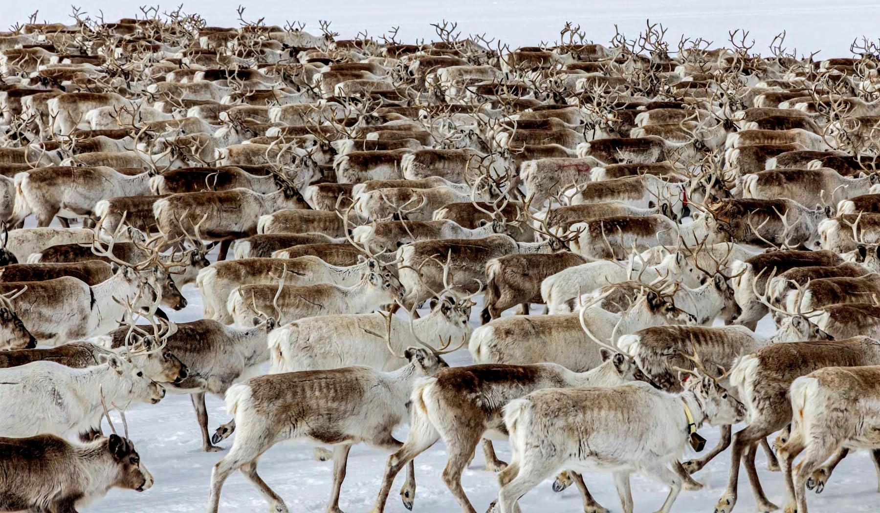 Lappland: Skandinaviens wilder Norden