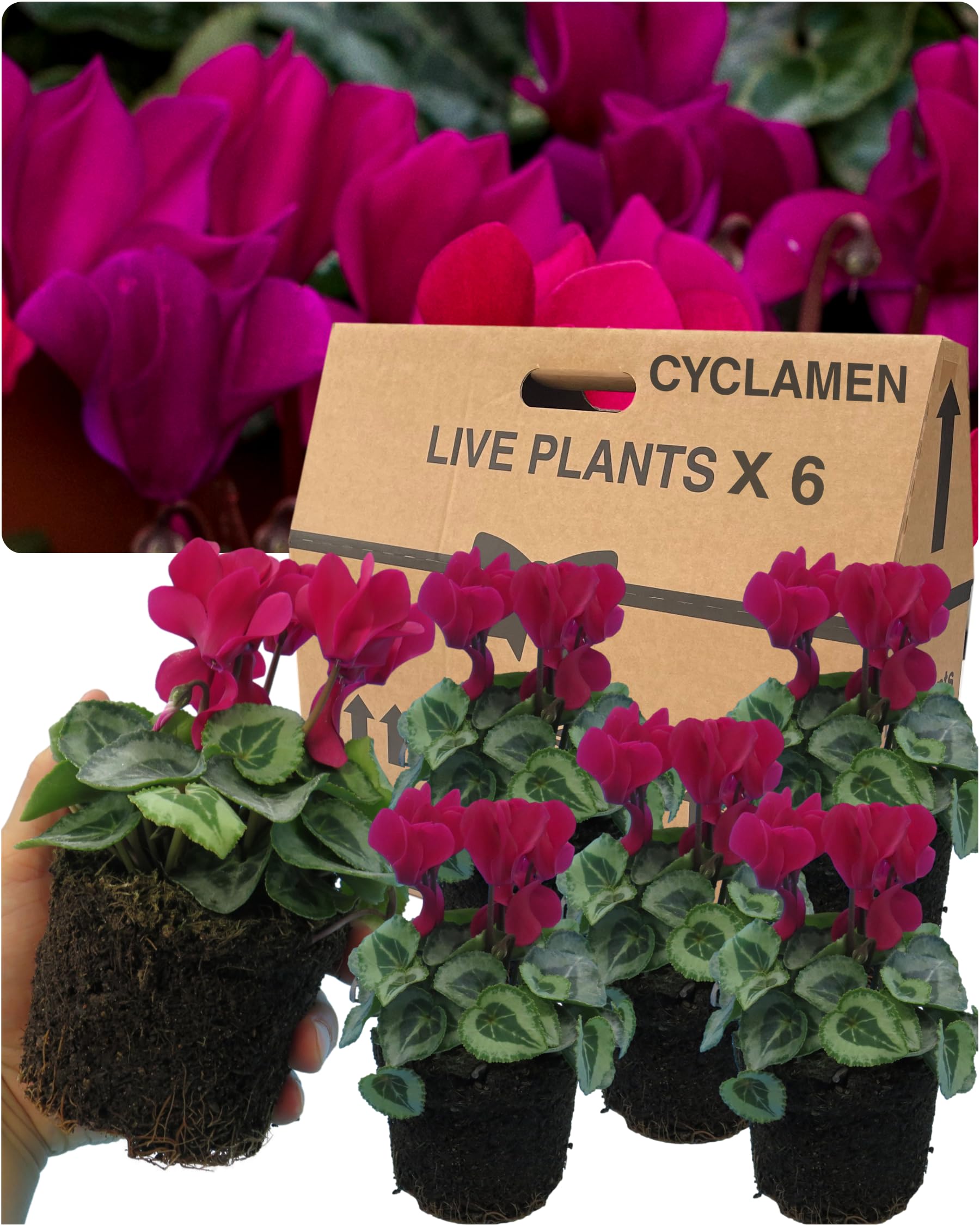 Cyclamen Plants Outdoor Garden Ready - 6 Magenta Colour Outdoor Flowers. Autumn & Winter Planting. Large 10.5cm Potted Size. Well Rooted & Established, for Containers, Baskets, Patio & Beds