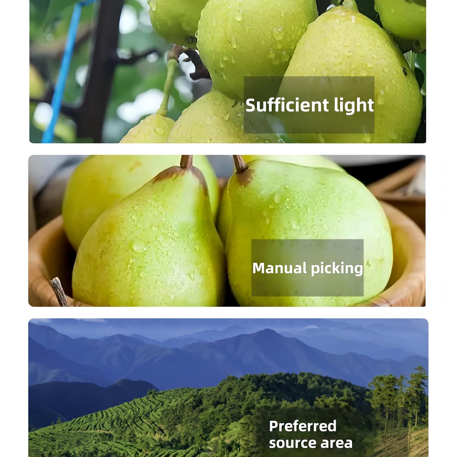 Dehydrated Soft Dried Pear Slices, Unsweetened & All Natural - Pure Fruit Snack in Resealable Jar for Lunch Box, On-the-Go | Active Lifestyles, Vegan & Gluten-Free (8.8oz) - Image 2