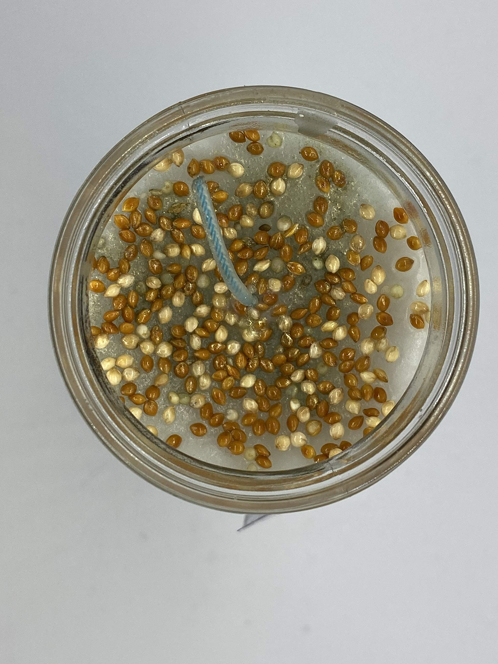 Virgen de San Juan de Los Lagos