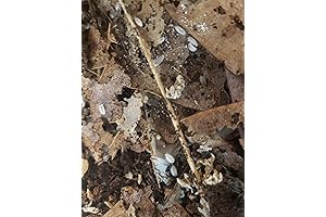 25 Dwarf White Springtails and 8oz Starter Culture