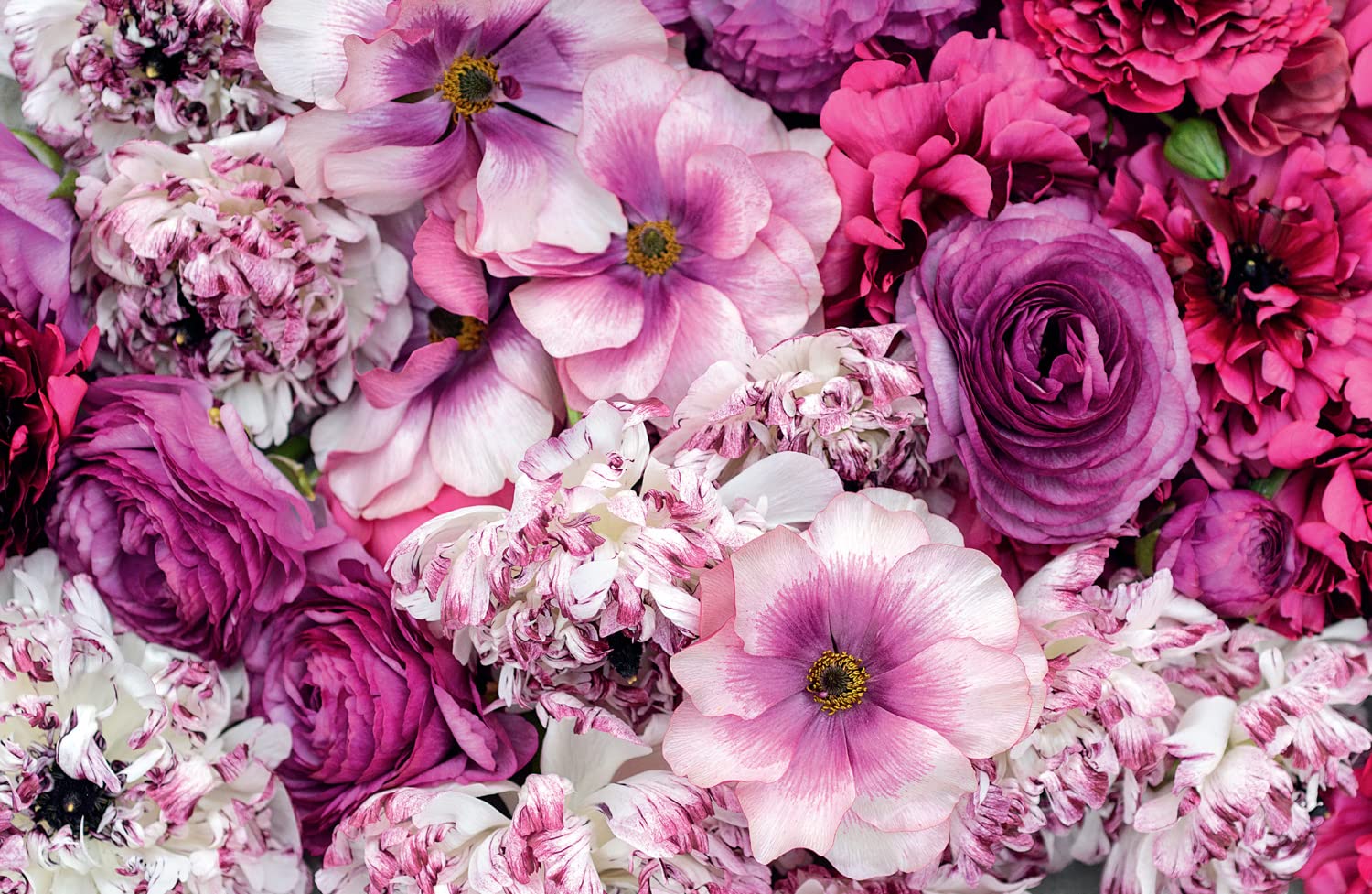 Ranunculus: The ultimate flower guide for growing, flowering and cutting varieties for the home and gardening