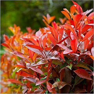 20 Photinia Red Robin Hedging Plants 25-30cm Bushy Evergreen Hedge Shrubs 3fatpigs®