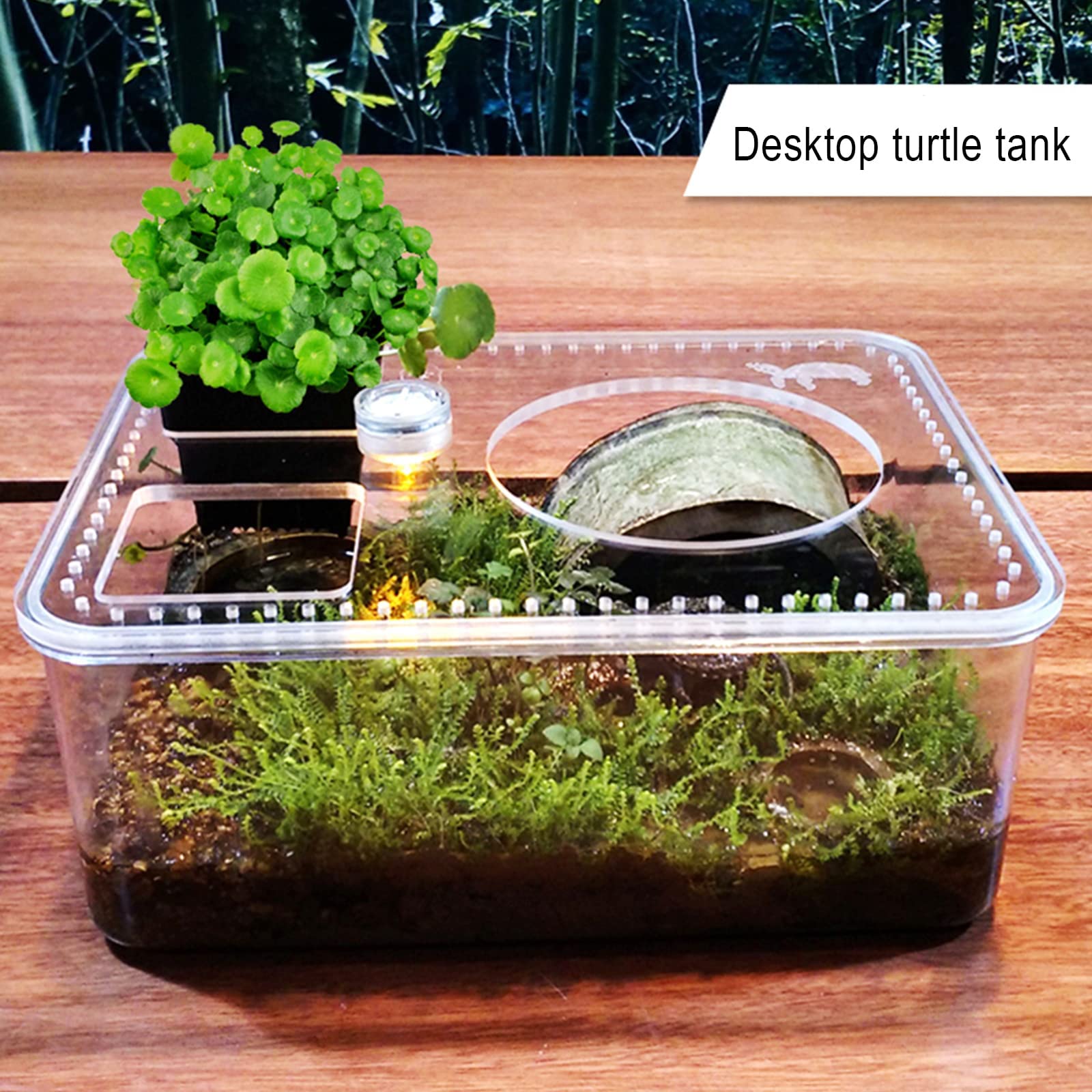 Terrarios para Reptiles con luz LED, pequeña pecera de Escritorio sin Cambio de Agua, Caja de cría, terrario Transparente para Reptiles, para Reptiles Vivos, dragón Barbudo, Iguana