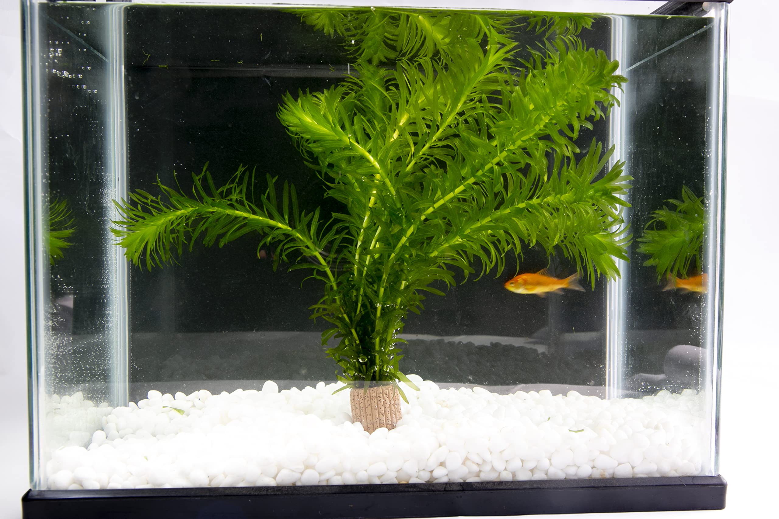 Amazon 国産無農薬 カボンバ 5本 アナカリス5本 アクアランド アクアランド 生体水草 通販