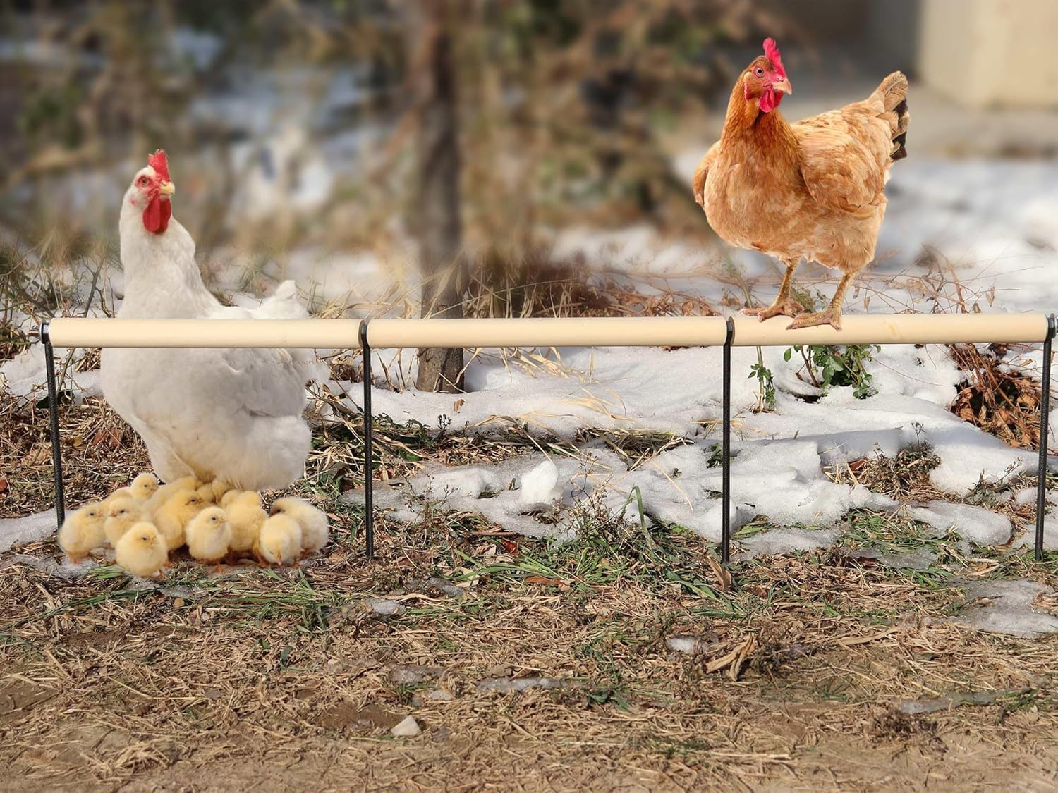 Trespolo Extra Lungo in Legno Naturale per Polli, Altalena da Esterno con Punta Metallica, Accessori per Pollaio, Piattaforma per Allenamento Galline e Pappagalli