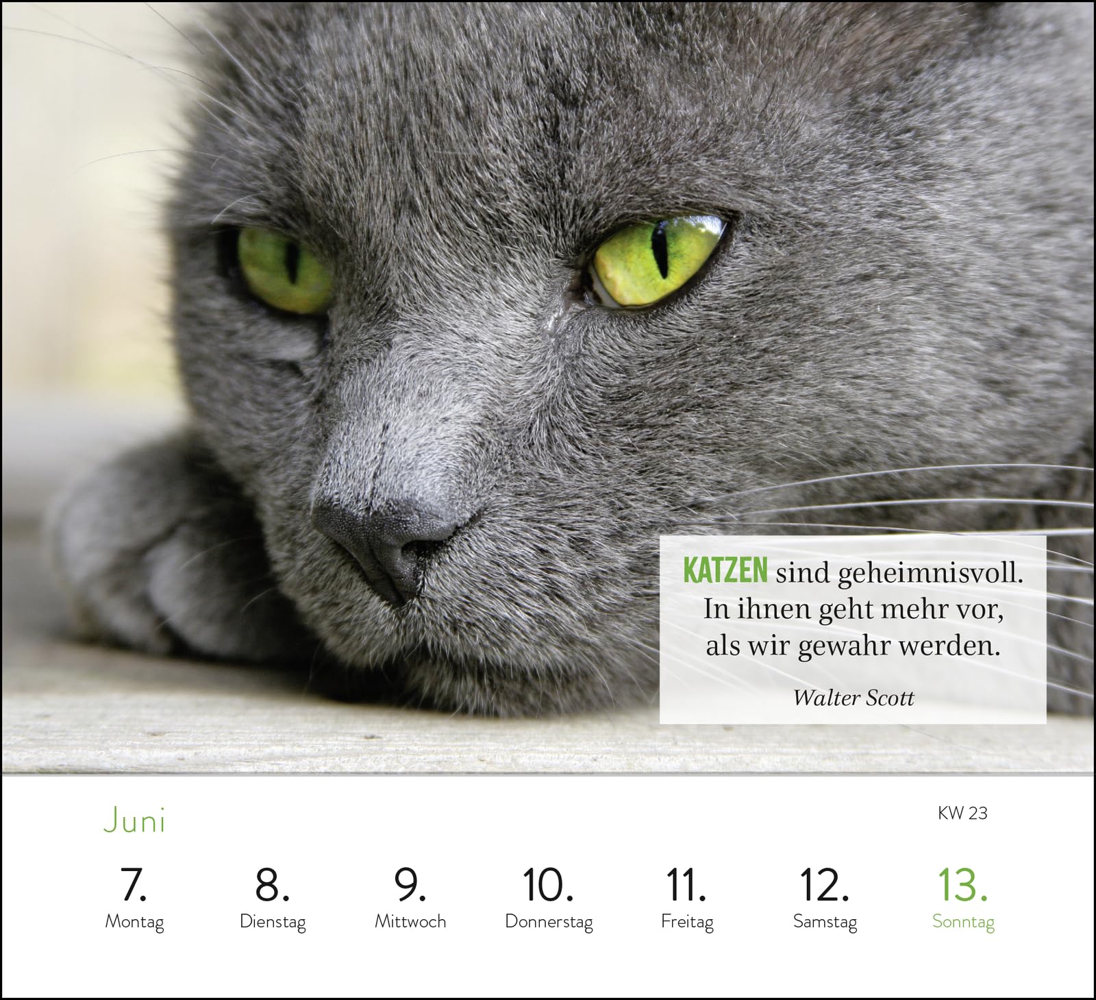 Wochenkalender 2027: Kluge Katzen: Katzenkalender zum Aufstellen mit Wochenkalendarium, Tischkalender für Katzenfreunde