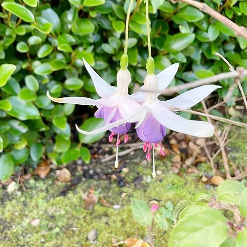 Miniatura 6 de YEGAOL Garden - Las semillas de fucsia atraen abejas y colibríes, arbustos caducifolios de bajo mantenimiento, bordes de patio, contenedores al aire