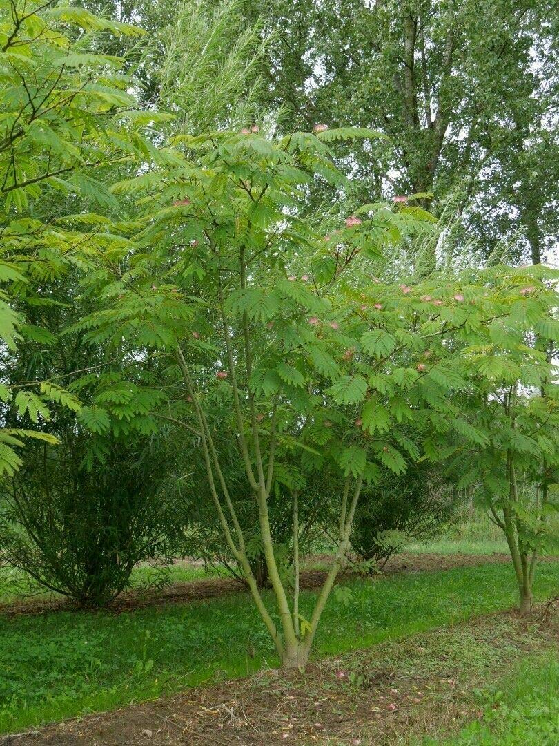Albizia julibrissin mimosa "Acacia di Costantinopoli" pianta in vaso ø18 cm h 140/180 cm Vivaio di Castelletto