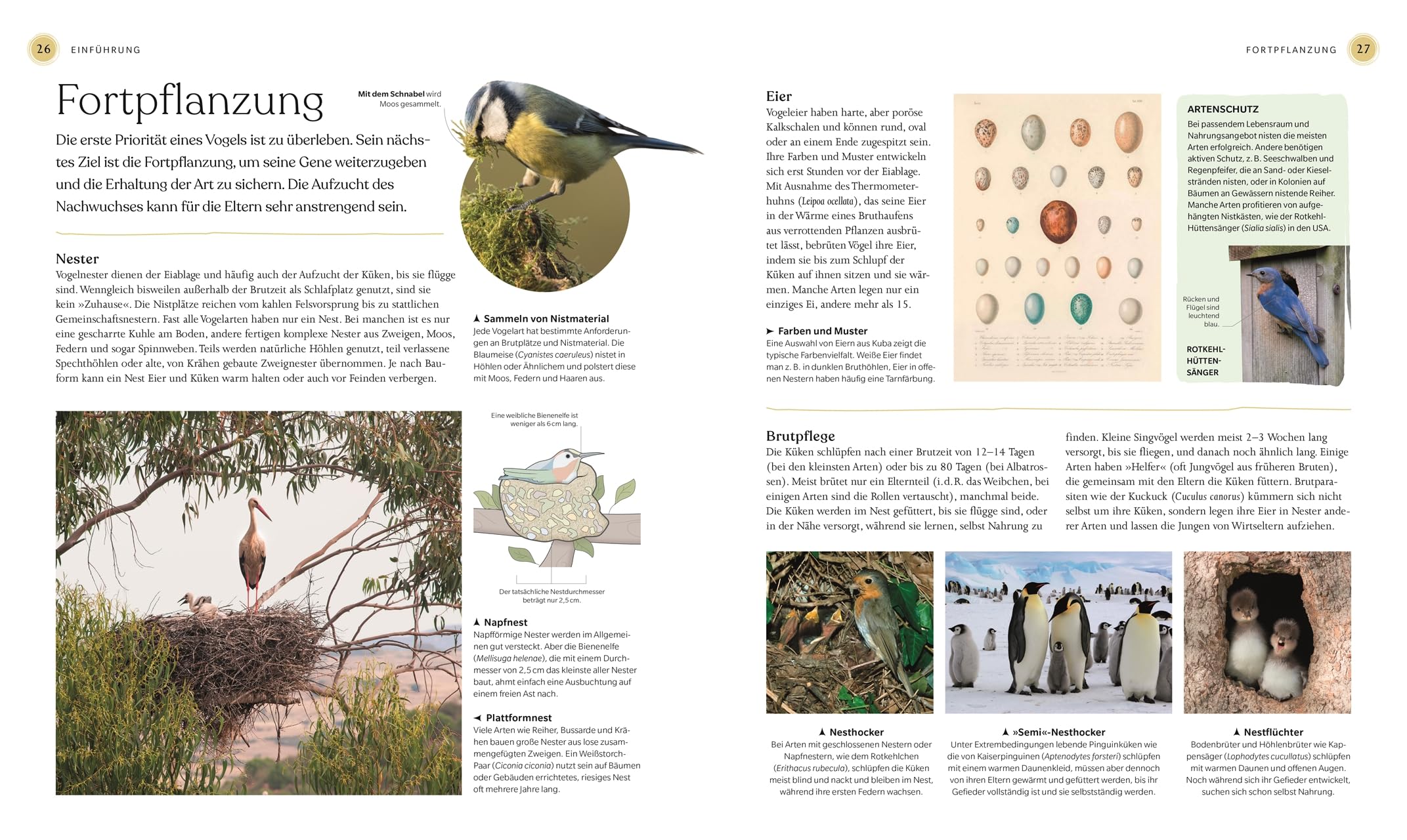 Vögel - Eine Natur- und Kulturgeschichte: Über 100 Vögel aus aller Welt in ausführlichen Porträts. Spannende Fakten, brillante Fotos und Illustrationen (DK Faszinierende Welt)