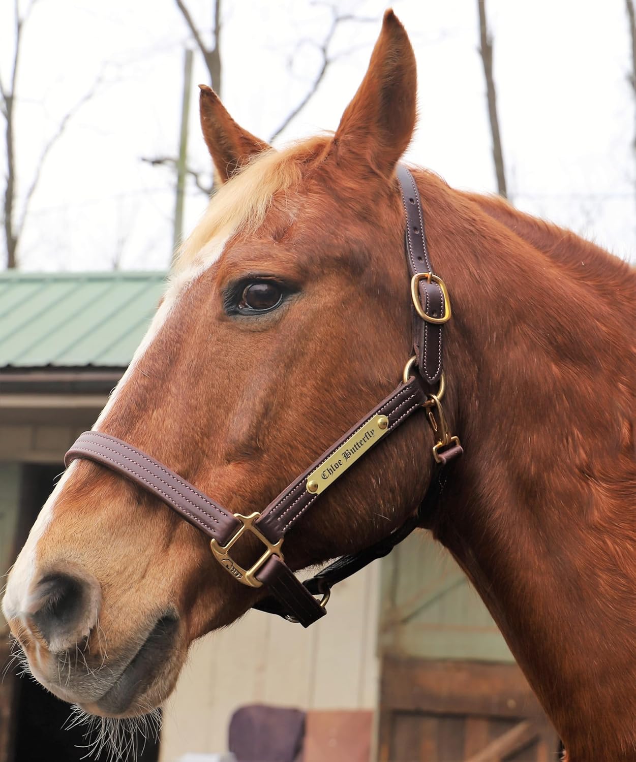 Fixed Leather Halter with Solid Brass Hardware & Customized Nameplate- Made in The USA