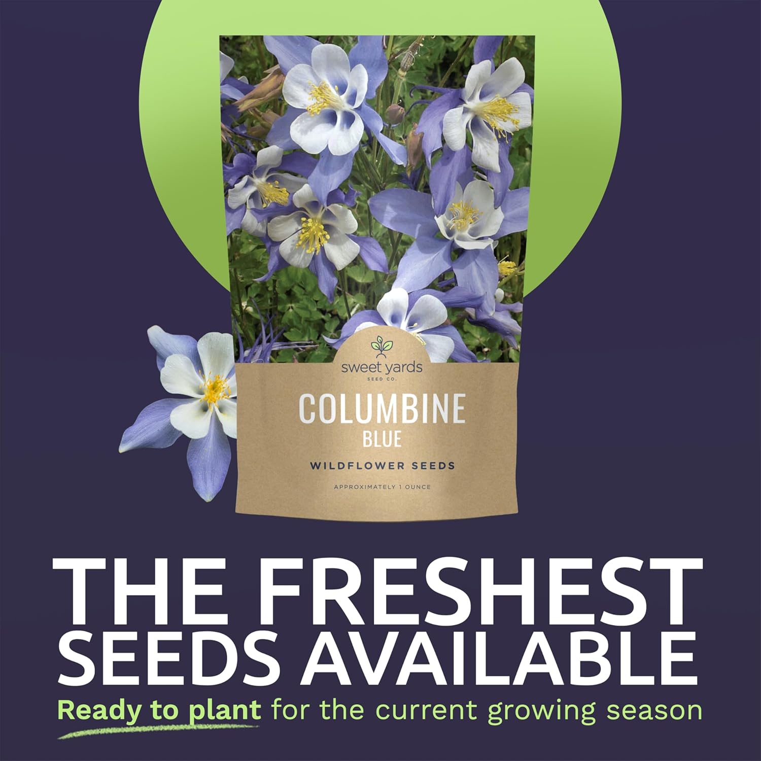 Columbine Blue – Large 1 Ounce Seed Packet – 24,000 Flower Seeds for Planting – Aquilegia caerulea