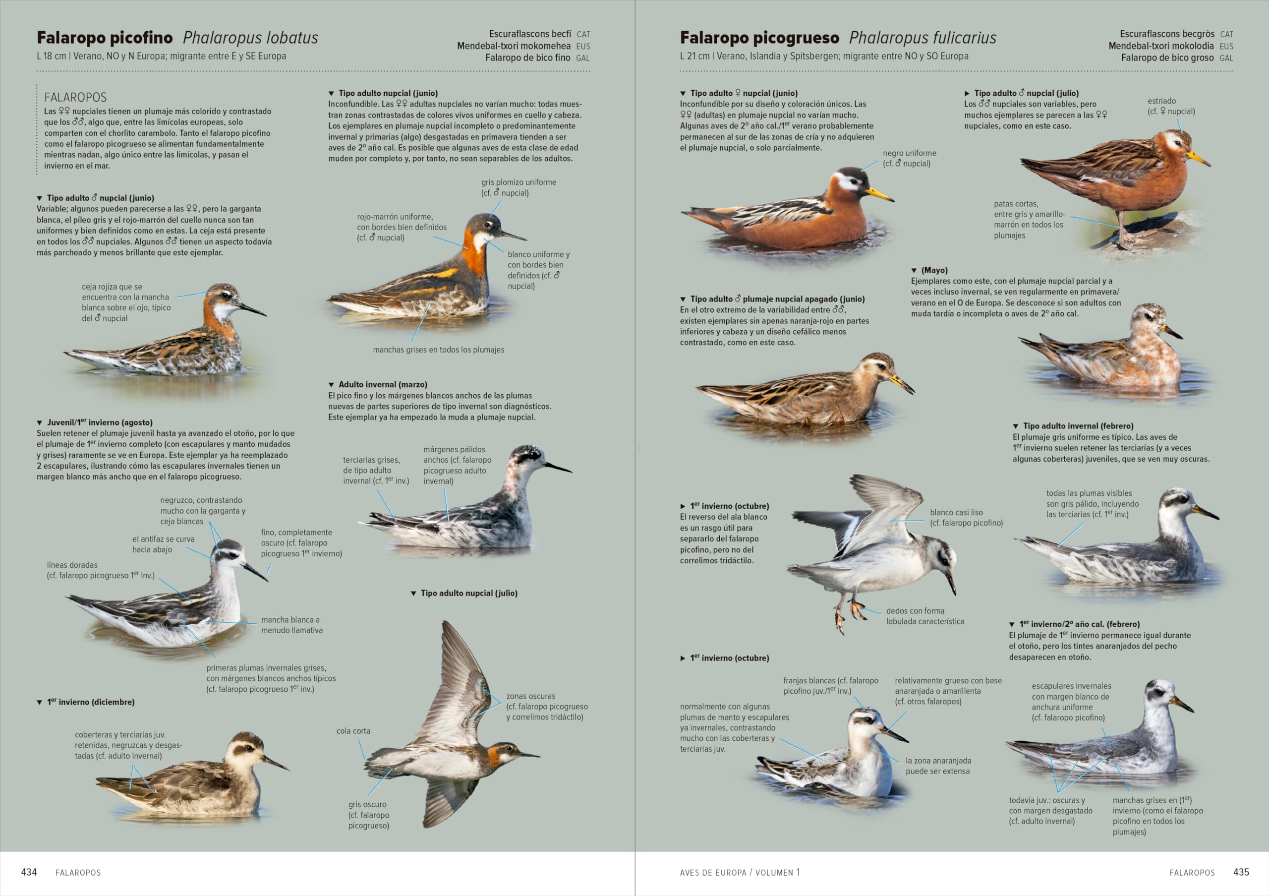 Aves de Europa: Identificación de todas las especies y plumajes
