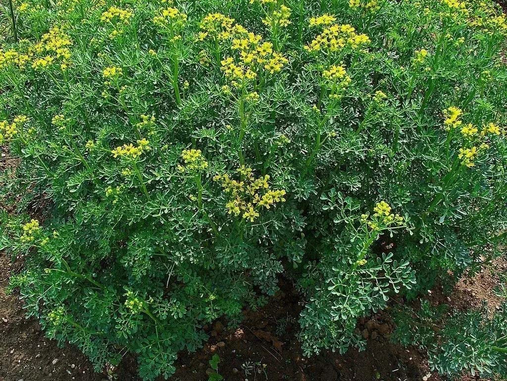 See full amazon price history chart for ADITYA GREEN PLANTS AGP® Satap Herbal Ornamental Live Plant Rare Common Rue (Ruta Graveolens) Arutha Herb Of Grace(1 LIVE PLANT IN POLY BAG) ADITYA GREEN PLANTS AGP® Satap Herbal Ornamental Live Plant Rare Common Rue (Ruta Graveolens) Arutha Herb Of Grace(1 LIVE PLANT IN POLY BAG) (B0BD5PF34T) Amazon Price History, Amazon Price Tracker
