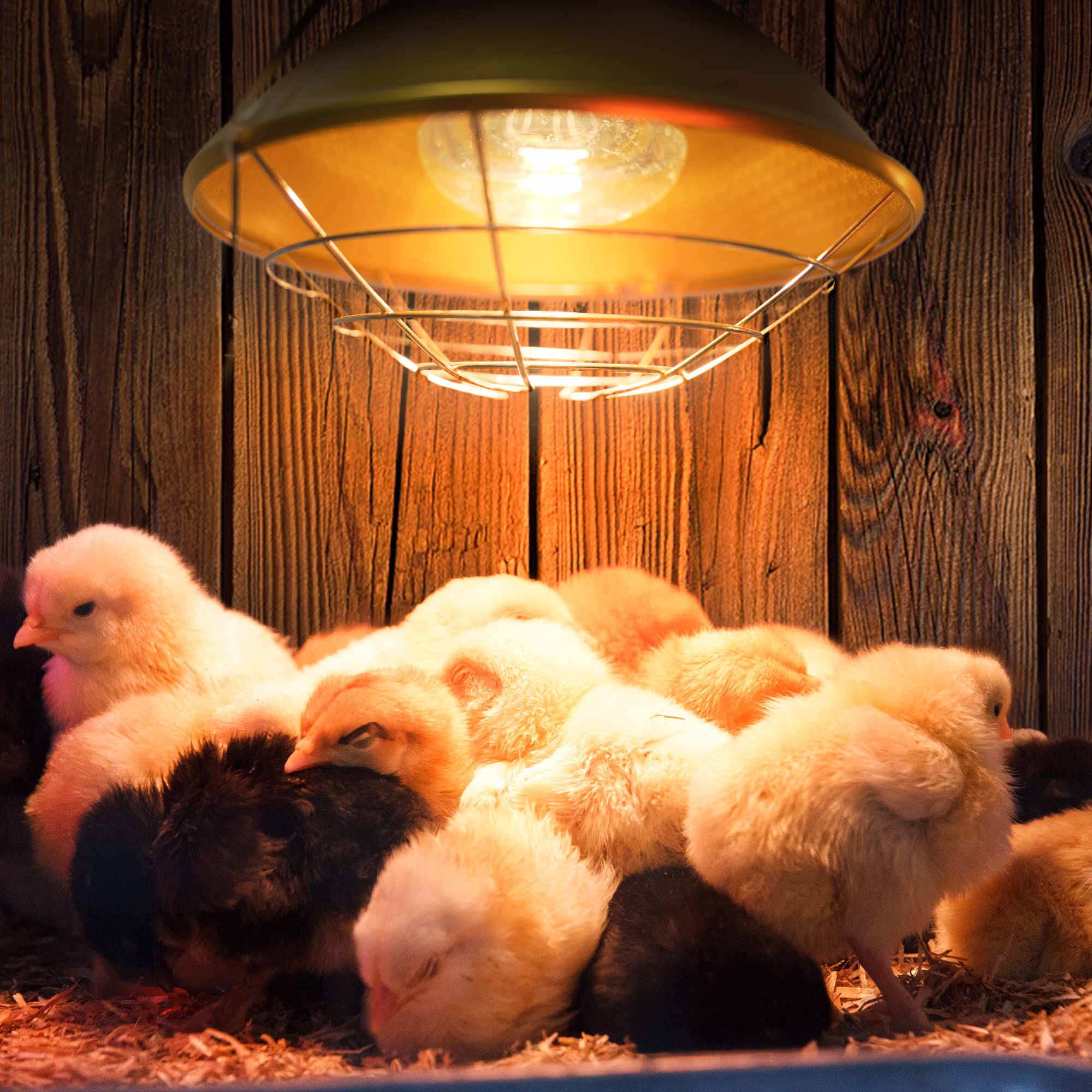 do-baby-chickens-need-light-at-night-the-hip-chick