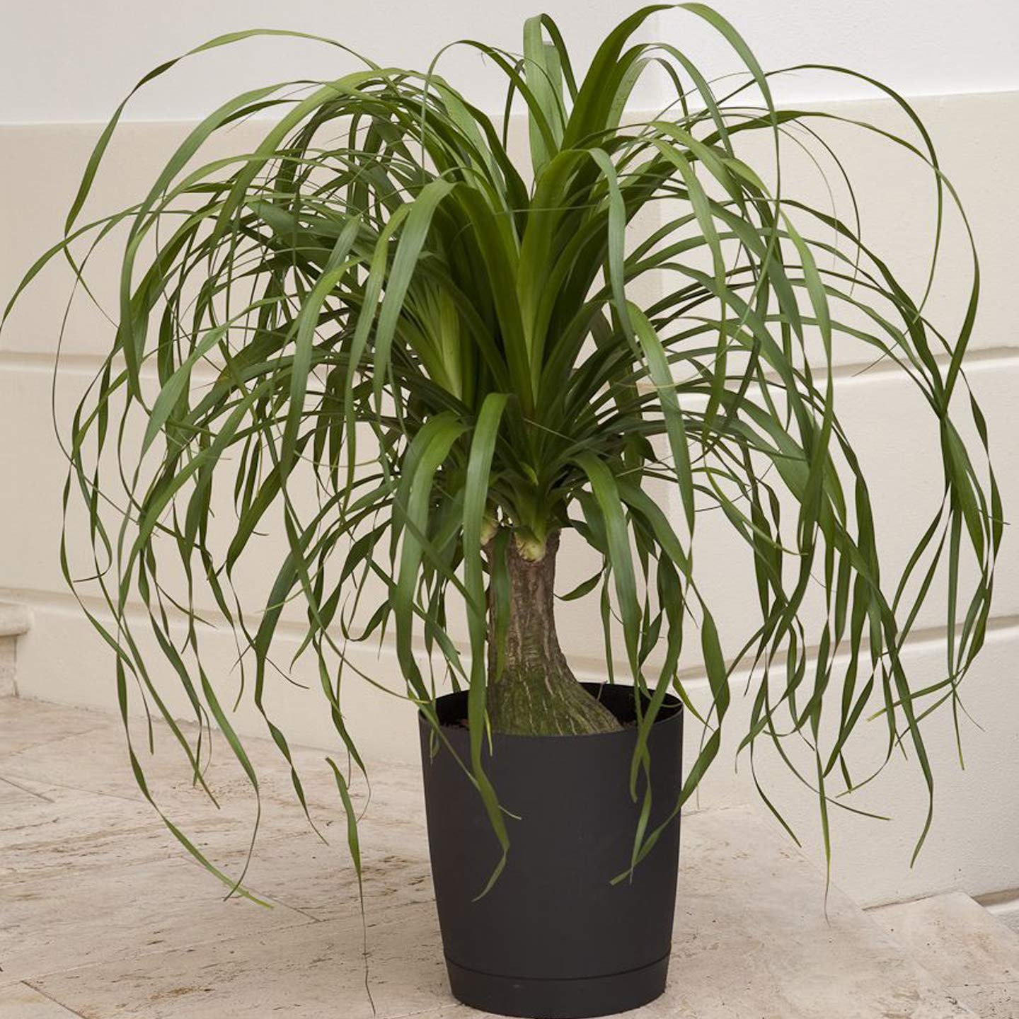 Go4plants Ponytail Fountain Palm live Indoor/Outdoor Plant with Pot (B0B2DY2M6L) Amazon Price History, Amazon Price Tracker