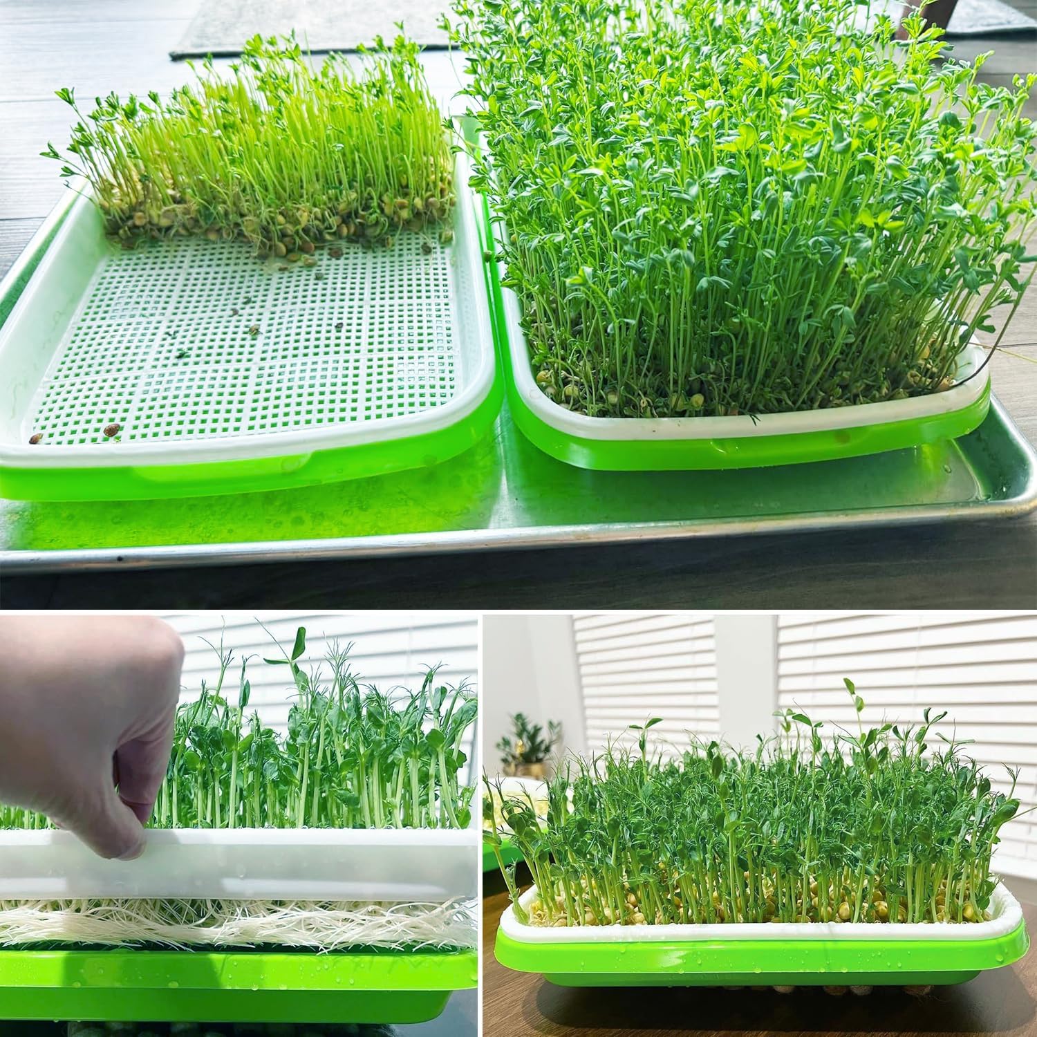 20 Pack 12.6 x 10 x 1.8 inch Microgreens Growing Trays, BPA-Free Sprouting Trays, Germination Tray for Beans, Wheatgrass & Microgreens, Home, Kitchen & Garden