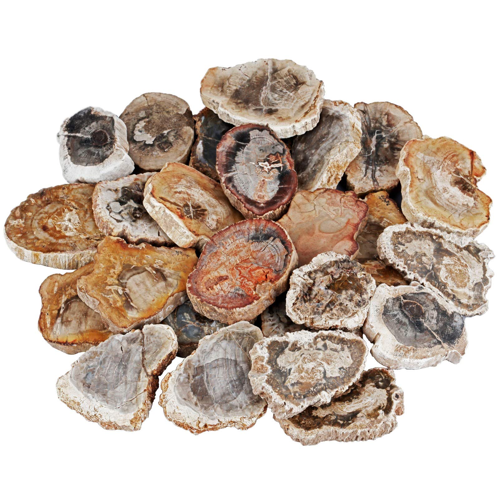 mookaitedecor Natural Petrified Wood Slices Healing Crystal Rough Stone,Reiki Gemstone Specimen Figurine Home Decor(Approx 35-95g) - Image 2