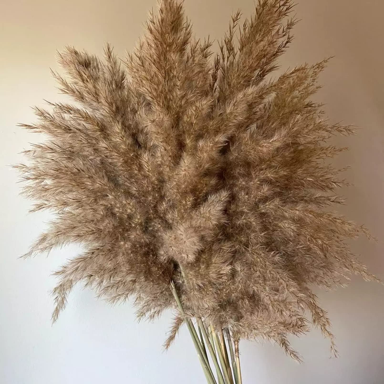 Equirider 10 Stück Binse Wohnkultur Echtes Pampasgras Natürliche Trockenblumen Trockenpflanzen Blume für die Dekoration Herbsthochzeit im 