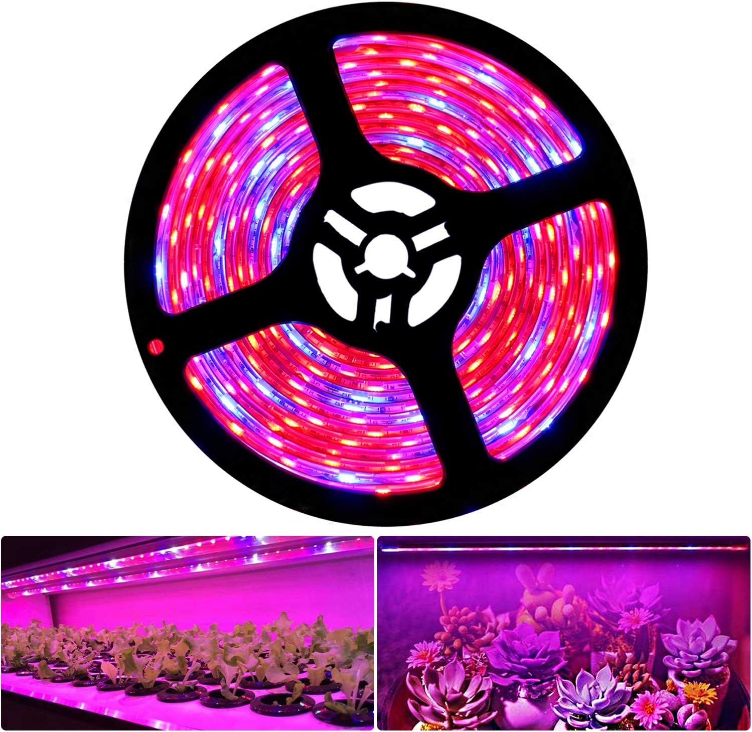 luce a spettro completo per gli uccelli