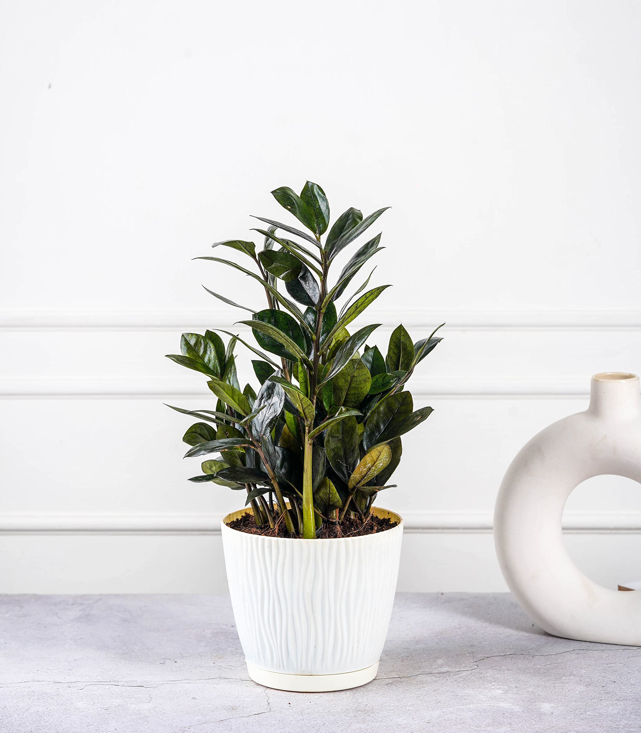Nurturing Green® ZZ Black Large in Ivory Plastic Self Watering Planters Pots (5.5 Inch Wide * 5 Inch High) Indoor Plants | Lucky Plant | Air Purification | Low Maintenance | Home and Office Decor (B0BN8MGSZQ) Amazon Price History, Amazon Price Tracker