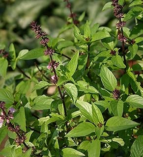 f Home Farming, Gardens, Fields and Surfaces with a Premium Scent 3 Seedling Basil