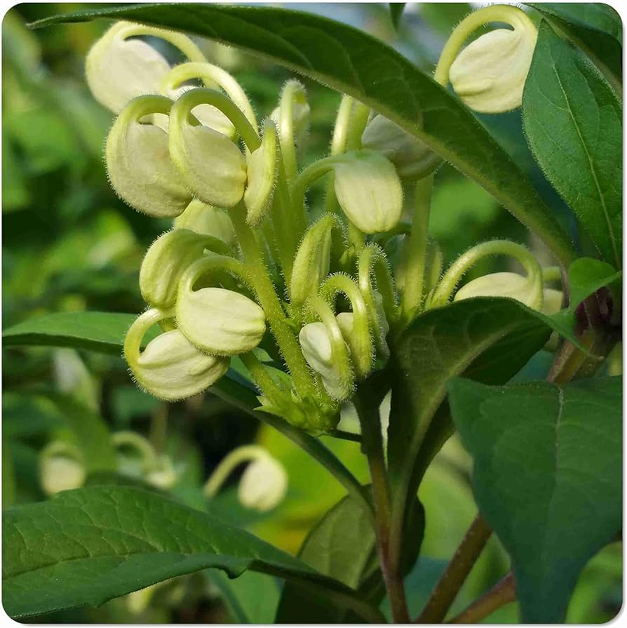 Amazon.com : Musical Notes Tropical Perennial Live Plant