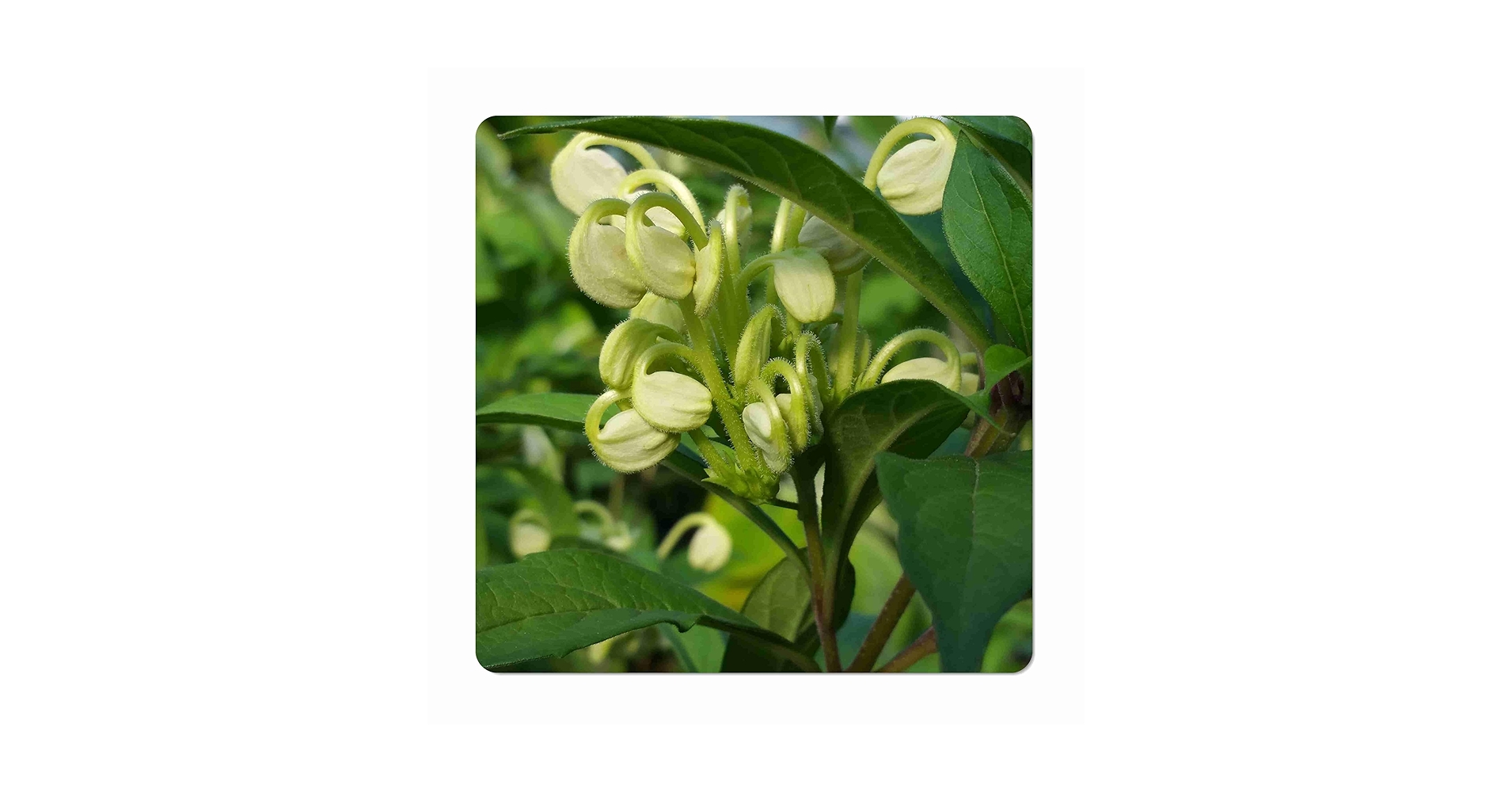 アート・デザイン・音楽 PHYSIOGNOMIA ARBORUM Arborum 2021 Proprietary White – Five Star Wines