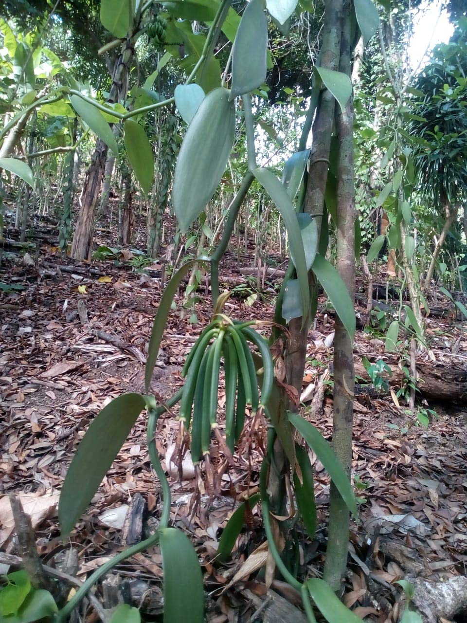 Bourbon Vainas de vainilla (20 unidades, 10-11 cm), calidad gourmet, grado A, 100% natural de Madagascar