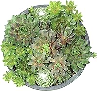 Vista 7 de Altman Plants Planta suculenta viva sempervivum no tóxica, regalo en maceta decorativa de 8 pulgadas, suculentas reales para cultivar, gallinas