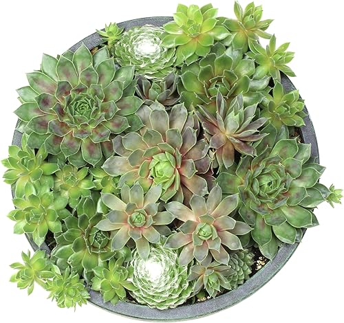 Miniatura 7 de Altman Plants Planta suculenta viva sempervivum no tóxica, regalo en maceta decorativa de 8 pulgadas, suculentas reales para cultivar, gallinas y