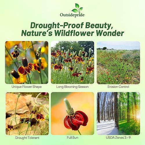 Miniatura 2 de Outsidepride Ratibida - Sombrero mexicano atractivo y polinizador de flores silvestres para abejas y mariposas - 10000 semillas