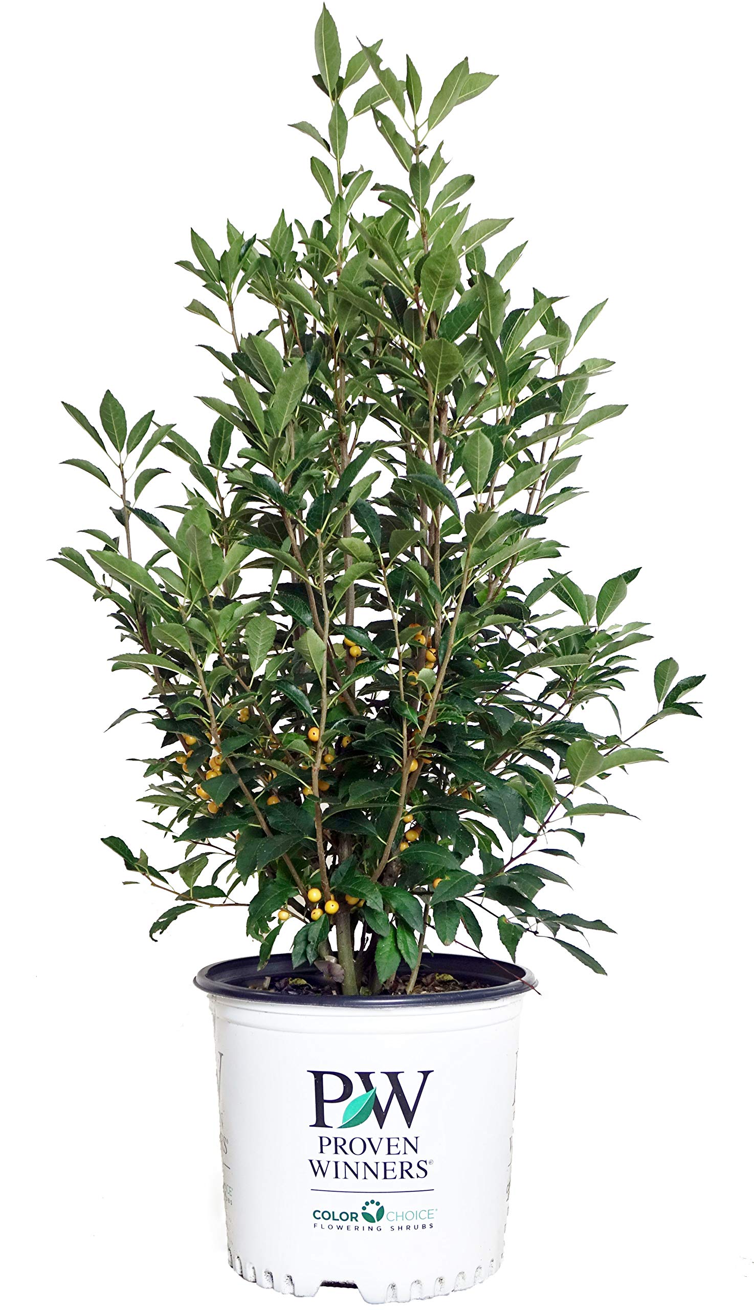 Proven Winners Ilex verticillata Berry Heavy Gold