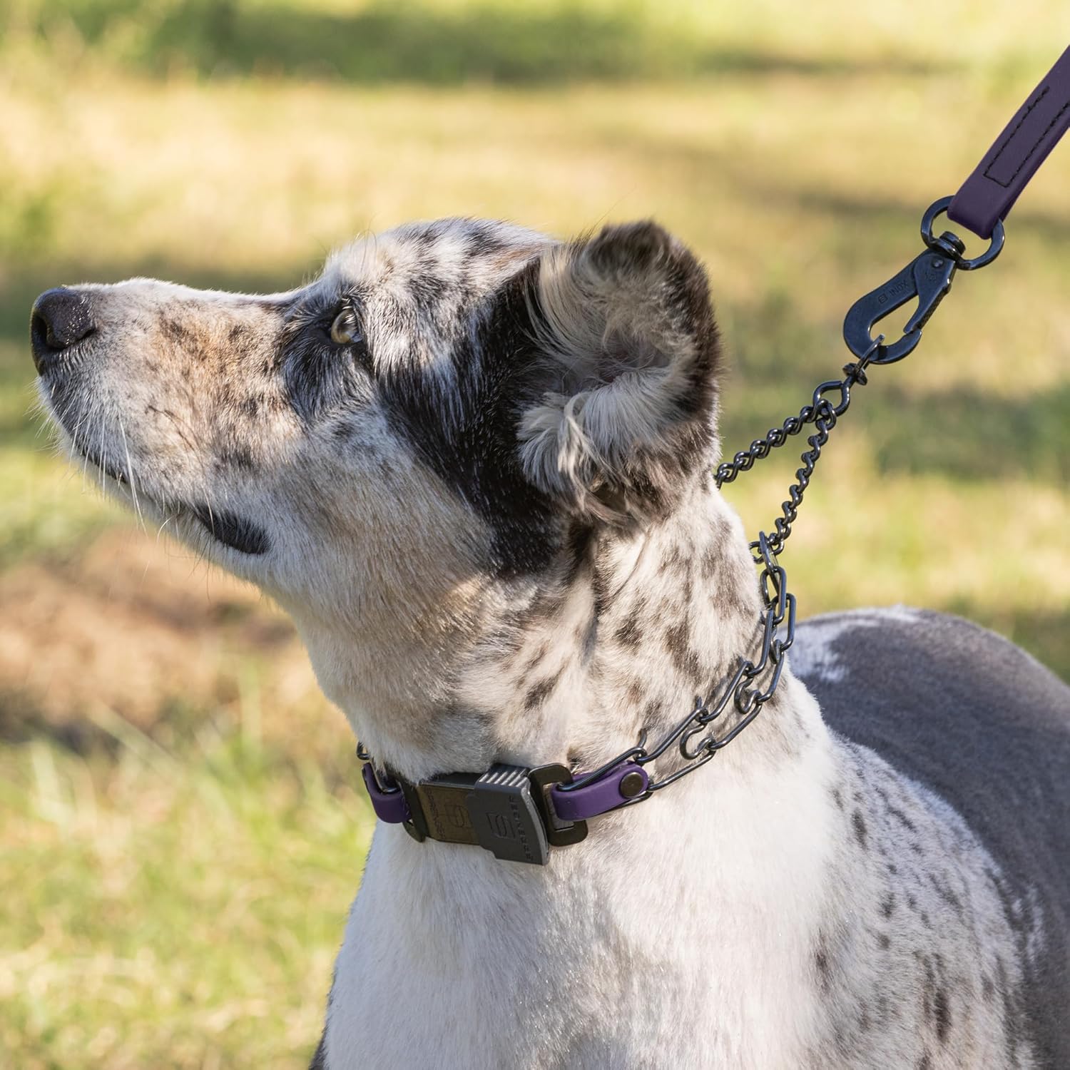 Herm Sprenger Black Stainless Steel Dog Collar with Quick Release ClicLock Buckle and Biothane Insert Training Collar Made in Germany (Violet Purple, 16in x 2.25mm(Neck Size up to 13-14in))