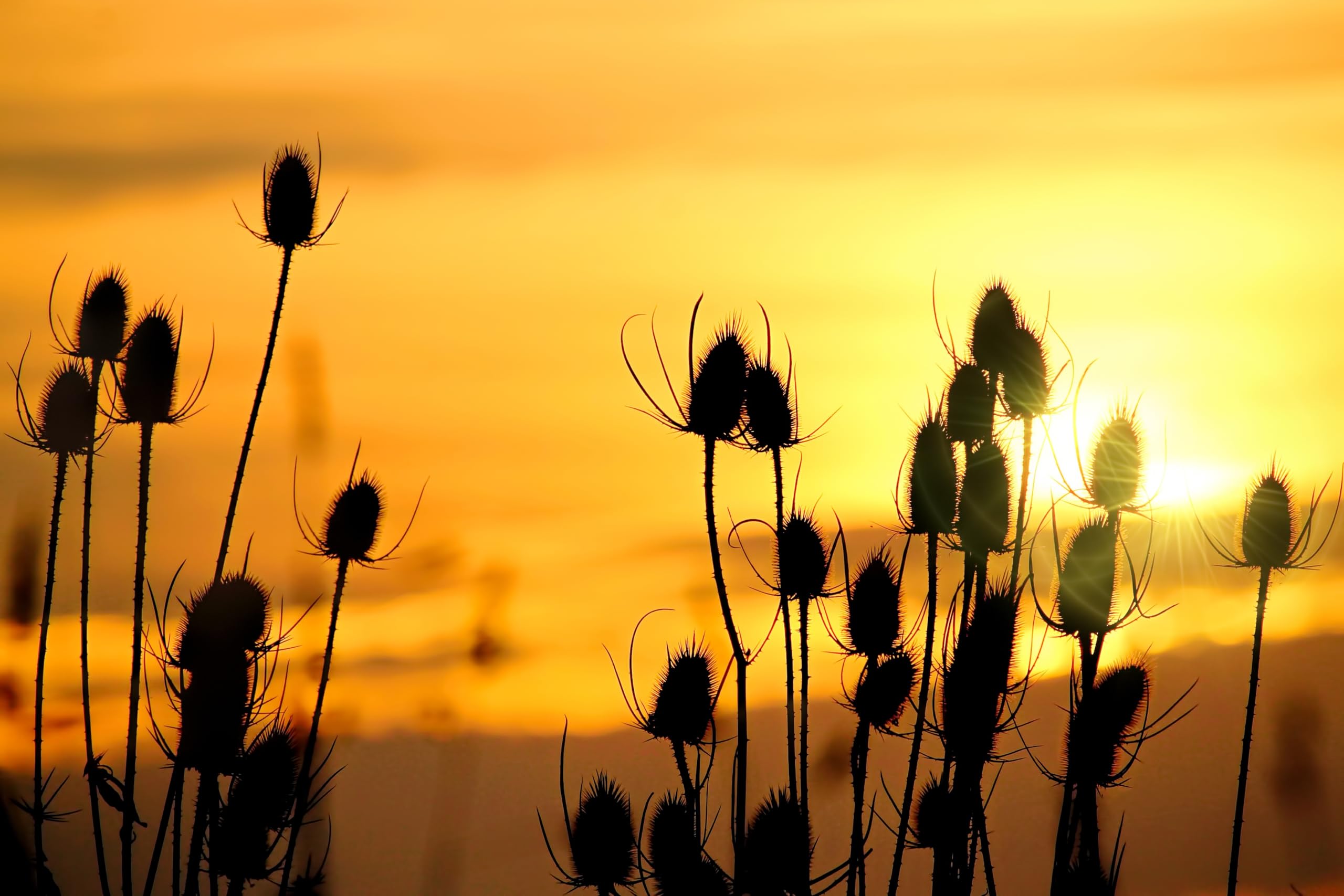 Wilde Karde (Dipsacus fullonum) Samen. Heilpflanze, z.B bei Borreliose. (10000 Samen = 29,0g)