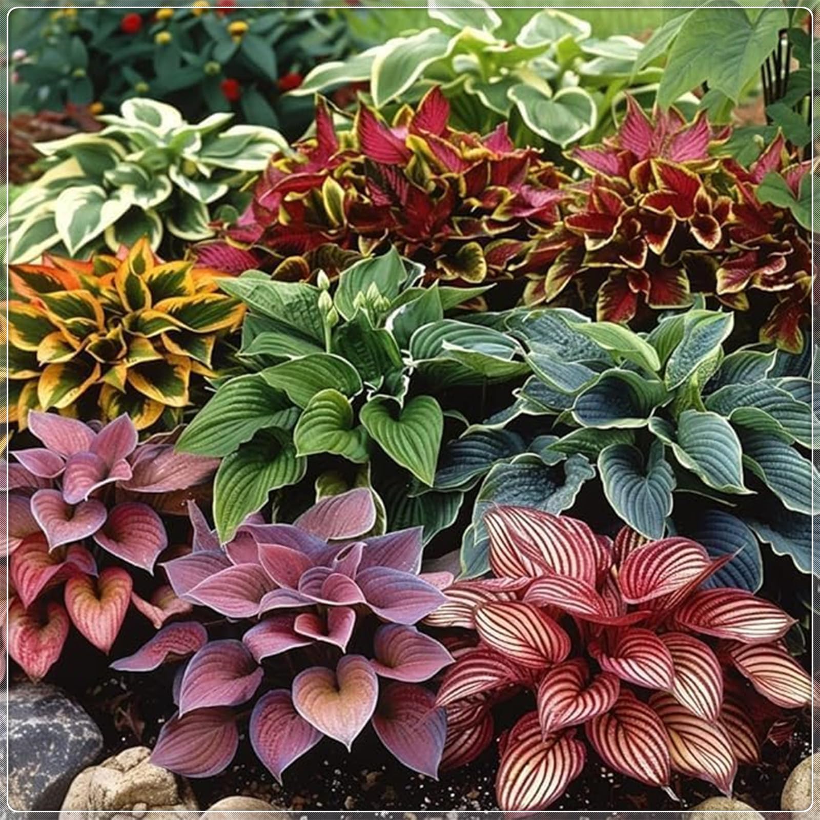 Excellent Display, Easy to Plant, Wedding Flowers, Hostas for Planting,Greening Flower,Hosta Rhizome，Flowering Rhizome, Fall or Spring Planting -15 Bulbs-F